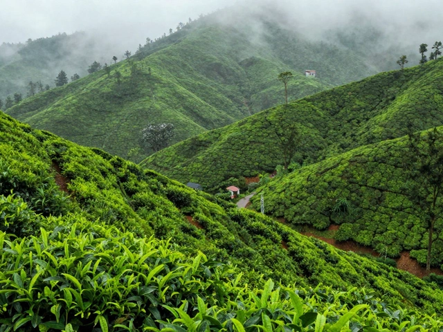 Is Kerala Safe to Visit Now? A Realistic Guide for 2026